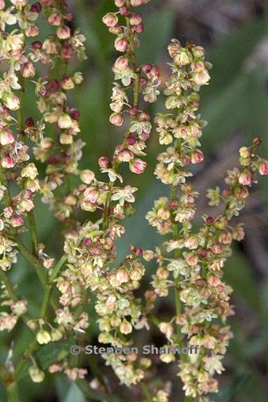 rumex acetosella 5 graphic